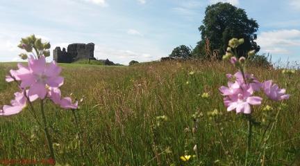 Kendal Castle with grass and flowers in the foreground