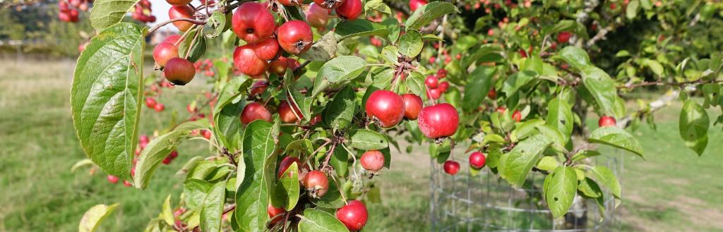 Small ripe fruits of crab apple growing in an orchard