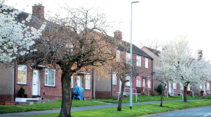 A row of house with trees in blossom running along the front