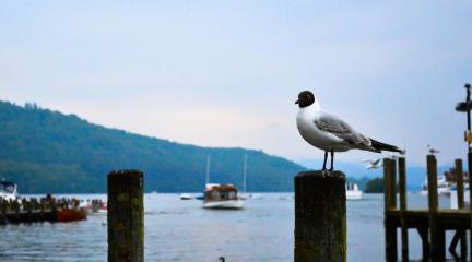 Wild bird Lake District