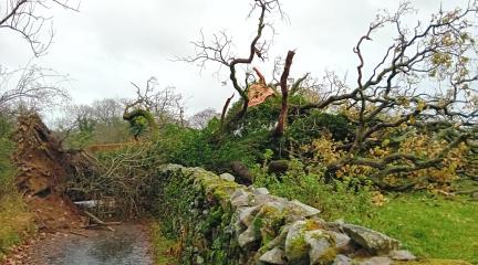 A fallen tree at Banneriggs Brow, Barbon. Picture taken at 10.20am on Monday 13 November.