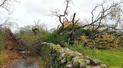 A fallen tree at Banneriggs Brow, Barbon. Picture taken at 10.20am on Monday 13 November.