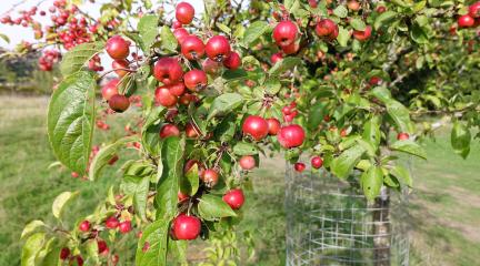 Small ripe fruits of crab apple growing in an orchard