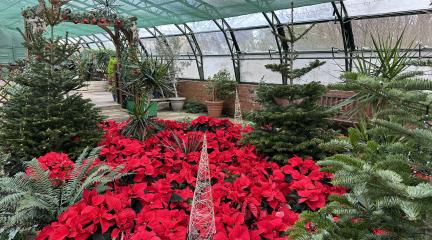 Christmas trees and poinsettias in a glasshouse at Barrow Park.