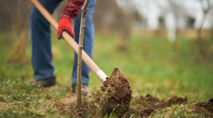 Person digging a hole to plant a tree.