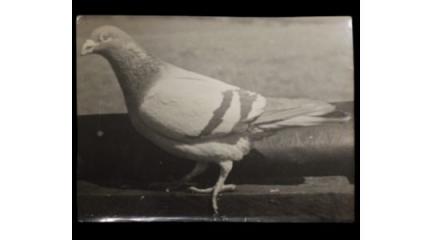 Wartime hero pigeon Tommy VC from Dalton