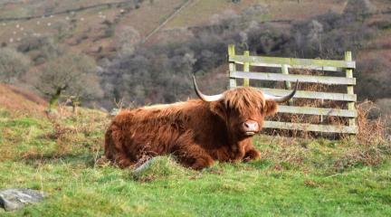 A Highland cow at Low Pike.