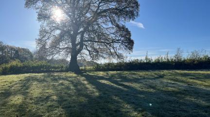 Picture courtesy of Julia Aglionby of her oak tree from her farm