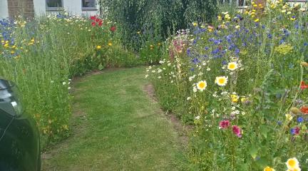 wild flower pathway at Redhills