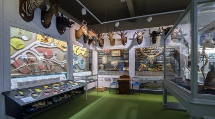 Part of the Harrison collection in Kendal Museum