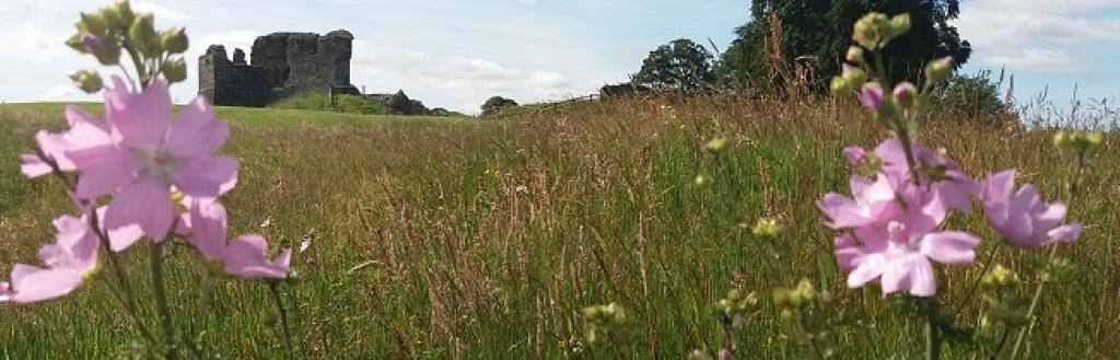 Kendal Castle with grass and flowers in the foreground