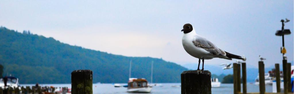 Wild bird Lake District