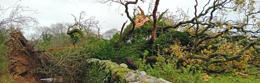 A fallen tree at Banneriggs Brow, Barbon. Picture taken at 10.20am on Monday 13 November.