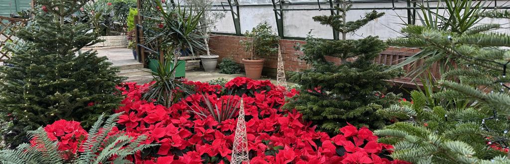 Christmas trees and poinsettias in a glasshouse at Barrow Park.