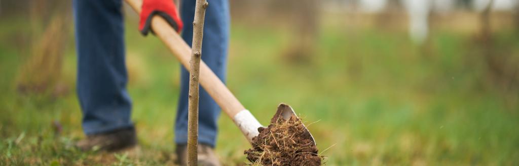 Person digging a hole to plant a tree.