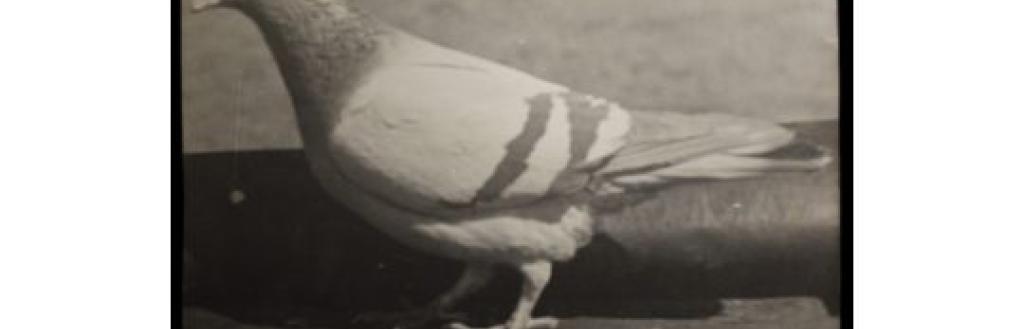 Wartime hero pigeon Tommy VC from Dalton