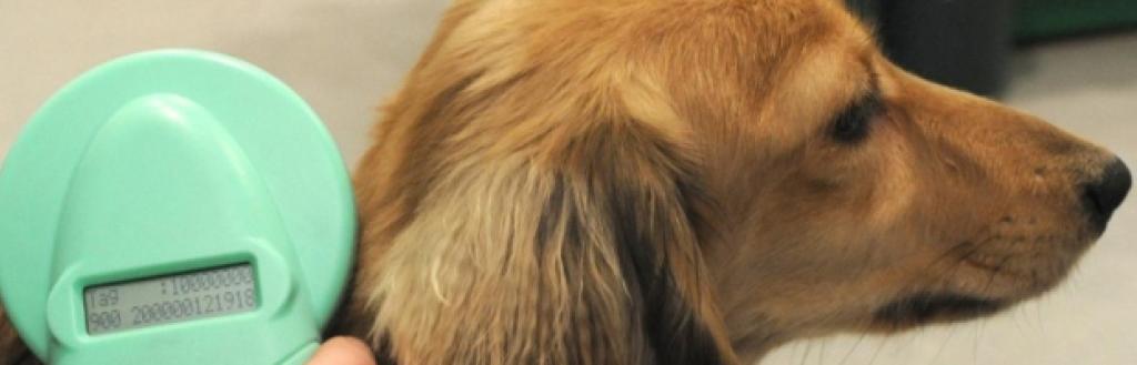 Microchipped dog being scanned