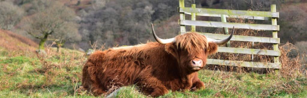 A Highland cow at Low Pike.