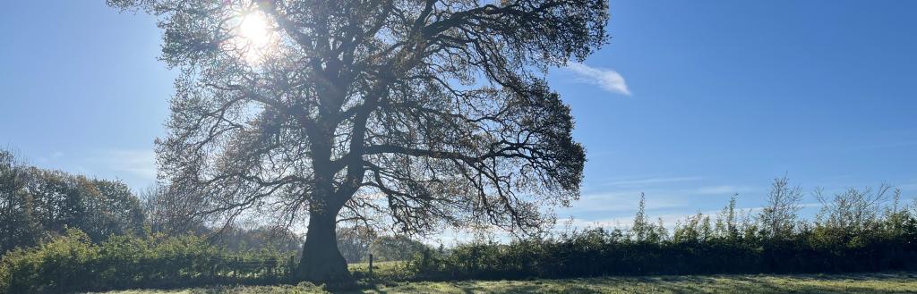 Picture courtesy of Julia Aglionby of her oak tree from her farm