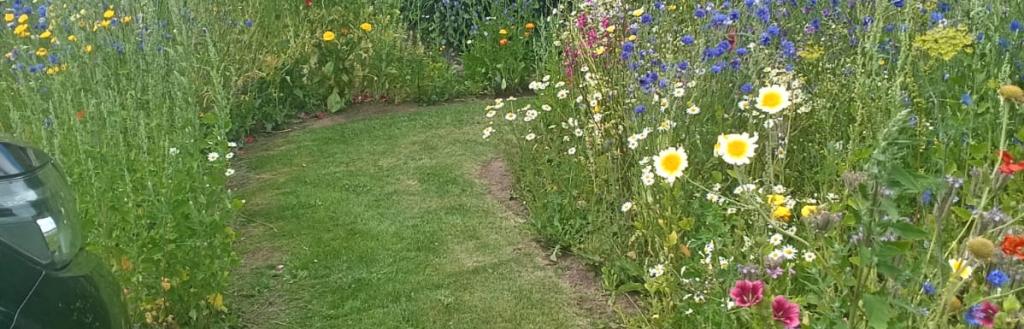 wild flower pathway at Redhills