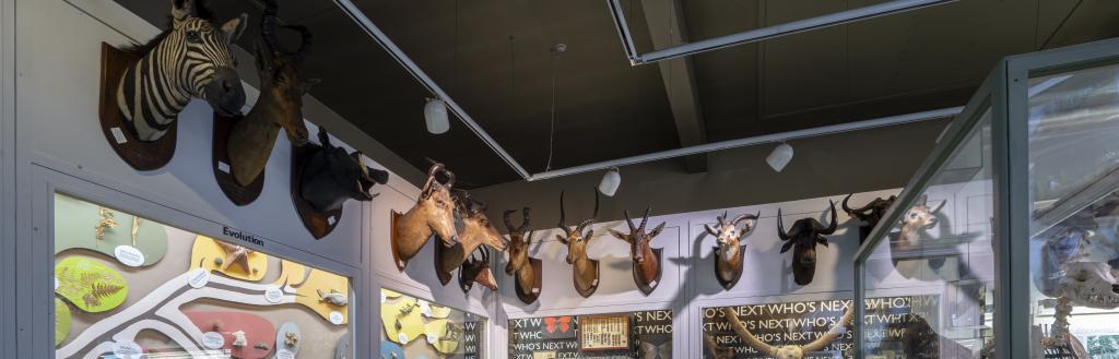 Part of the Harrison collection in Kendal Museum