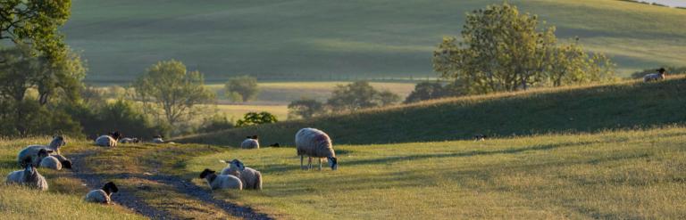 Sheep lying down in a field in the early morning.